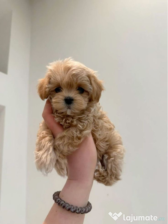 Maltipoo mini toy