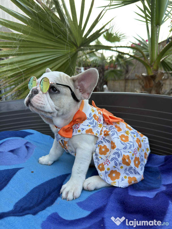 Bulldog Francez Femela