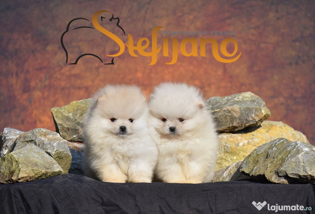 Pomeranian Spitz căței