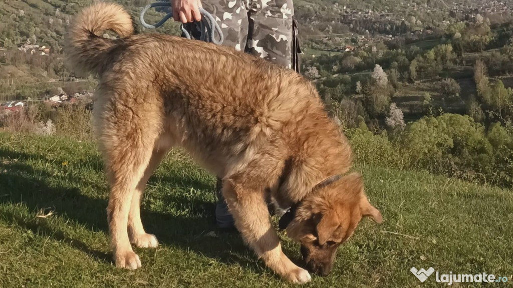 Metis Ciobanesc Romanesc Carpatin