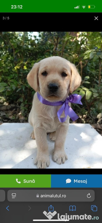 Femelă labrador retriever.