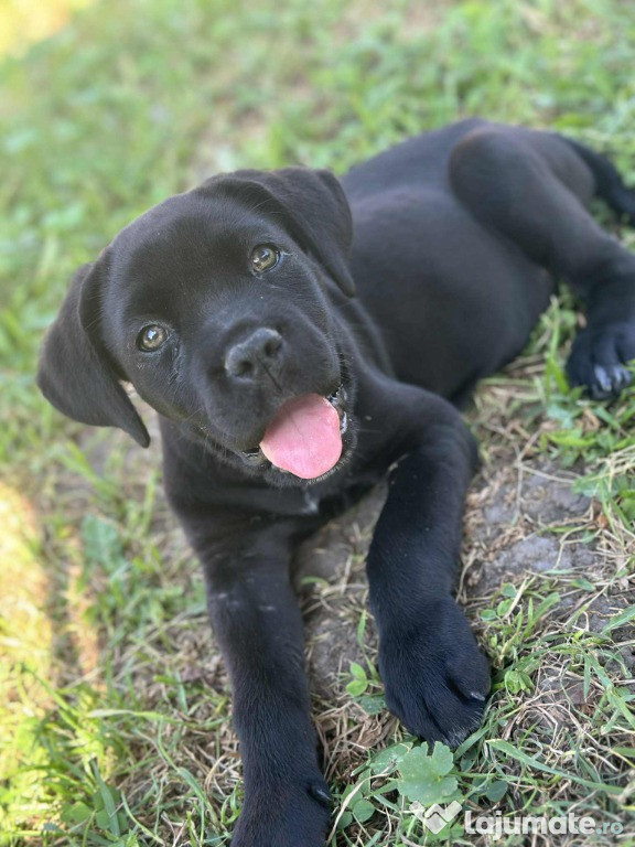 Puiuti Cane Corso Urgent