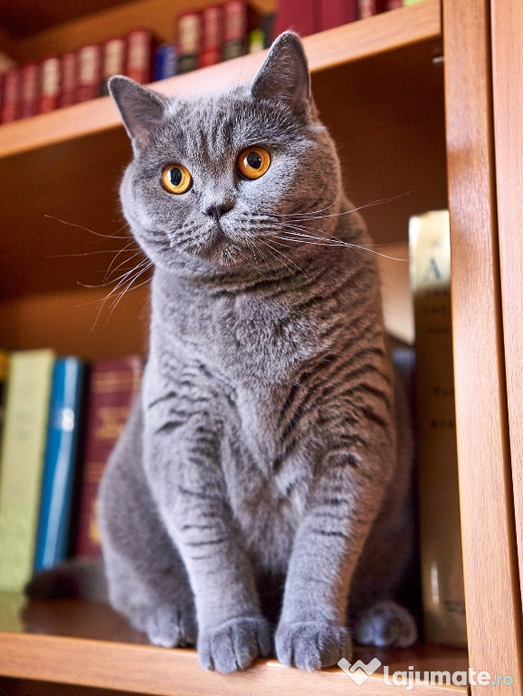 Motan British Shorthair