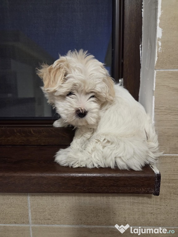 Bichon Maltez vand i