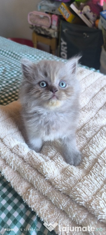 Pui British Longhair Grey Tabby/White/White BiColor Point