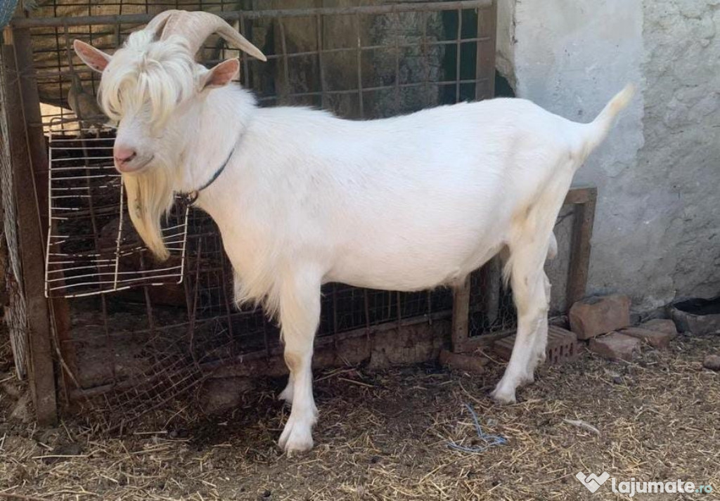 Vând țap saanen mioritic