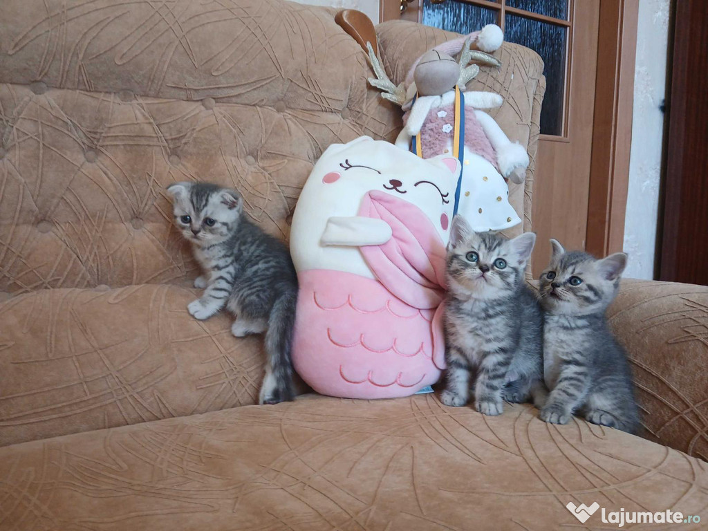 British shorthair pisoiasi