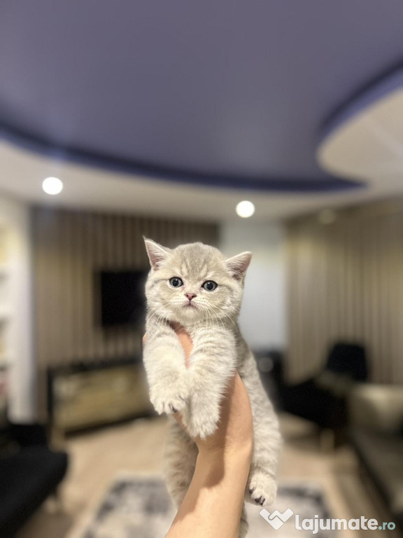 British shorthair pui superbi