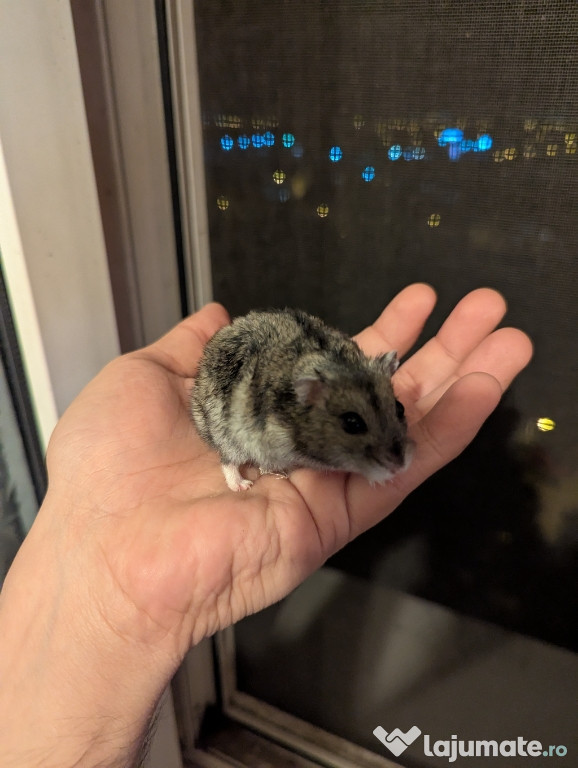 Donez hamster pitic