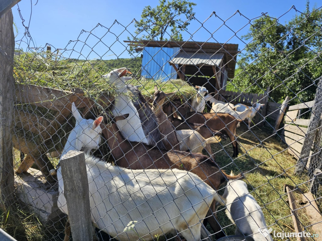Se vinde capre sanne și alpine