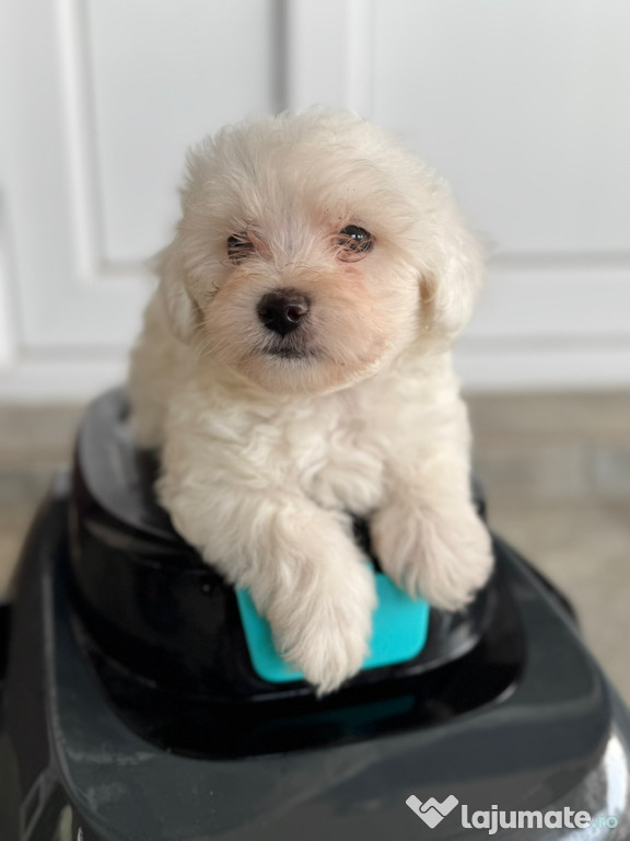 Pui bichon maltez