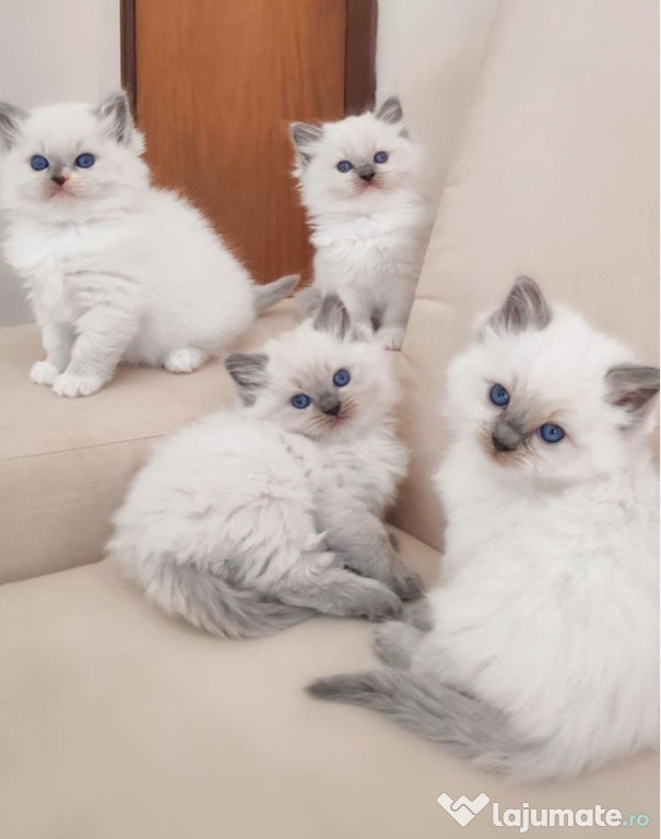 Ragdoll puiuți drăgălași
