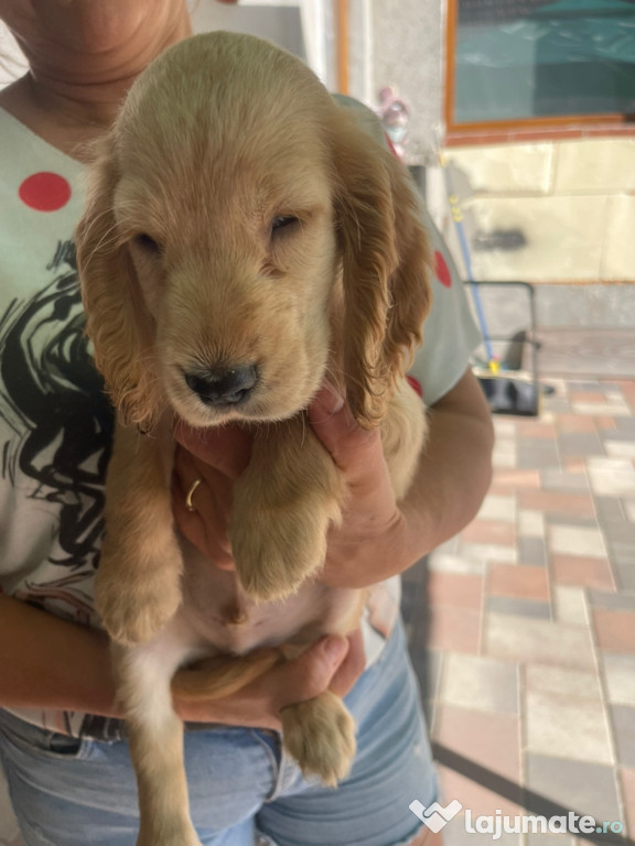 Căței Coker Spaniel