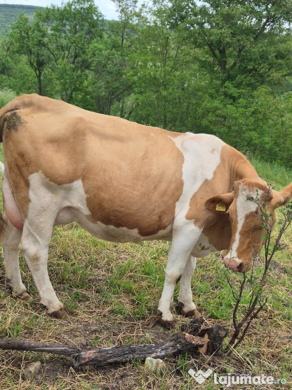 Vând vaci de lapte 11 bucati