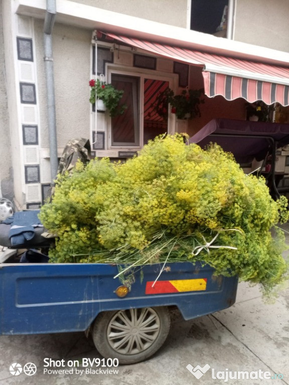 Marar uscat ideal pt. muraturi și varza murata