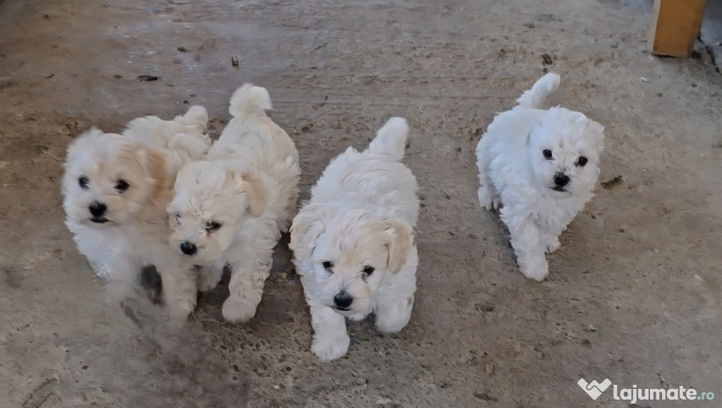 Vând Câini Bichon