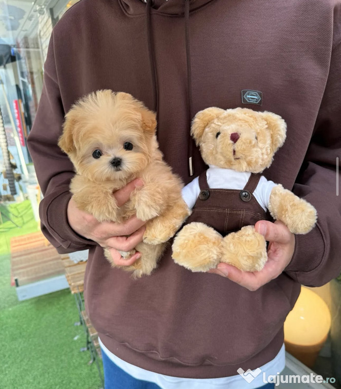 Maltipoo Teddy Bear Toy , o superbitate !