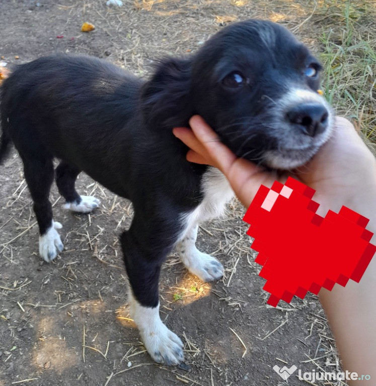 Adoptie pui de caine talie mica negru Juju
