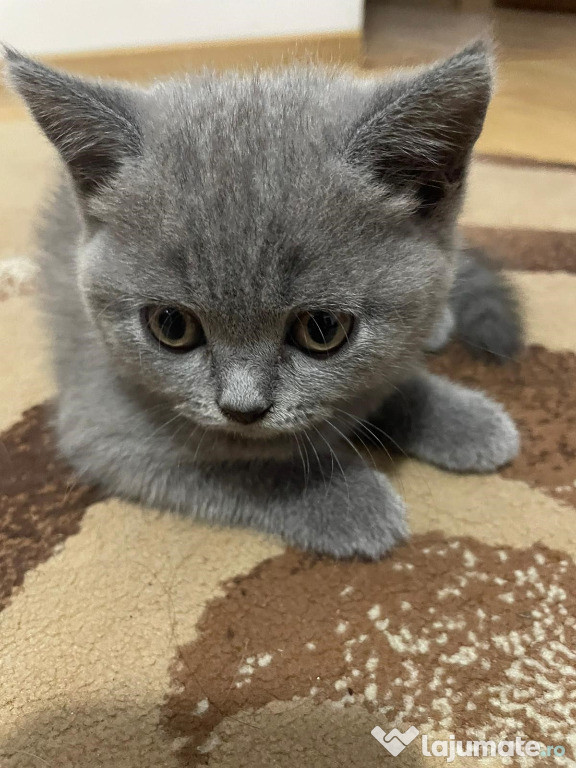Brittish shorthair