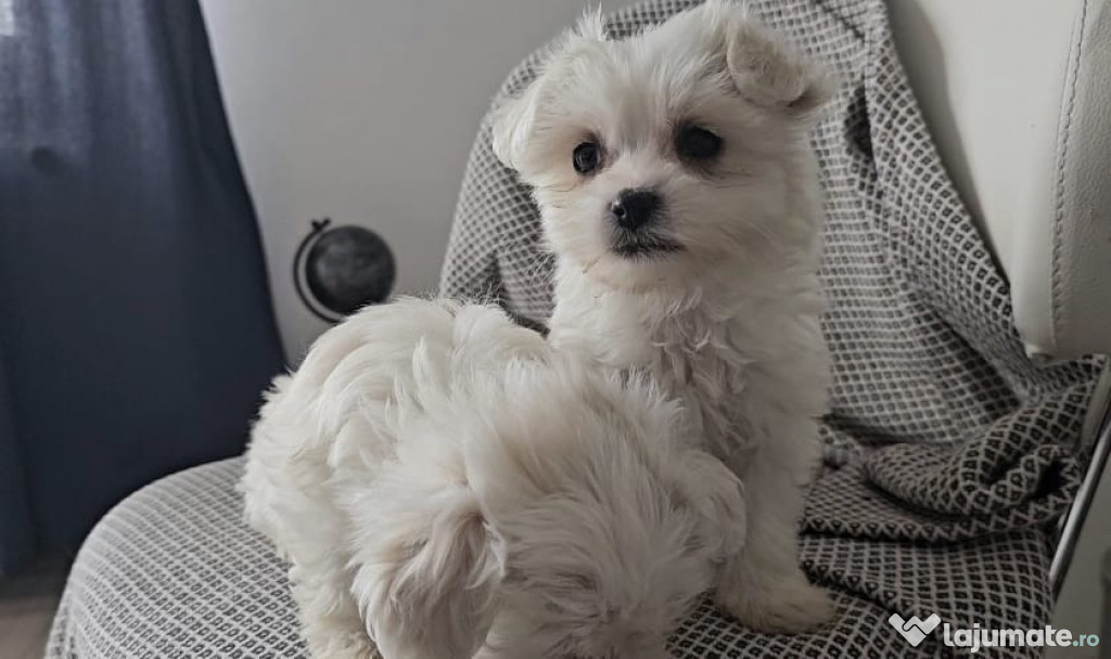 Pui Bichon Maltese
