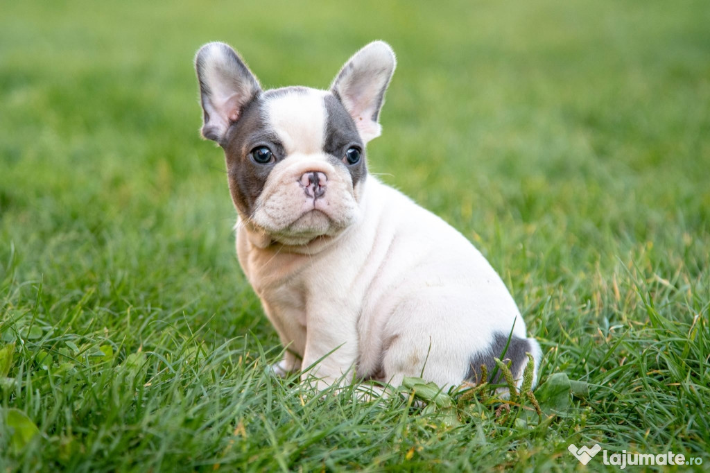 Bulldog Francez - Platinum - Transport in tara - buldog francez