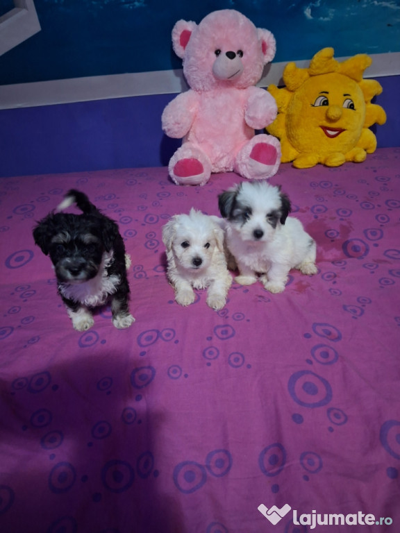 Pui Bichon Maltez Cu Carnet De sănătate