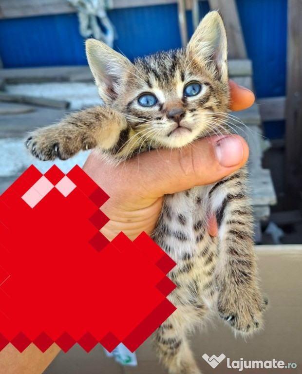 Adoptie pui de pisica Mircisorii
