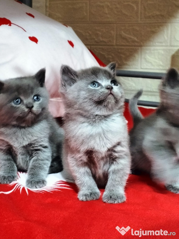Pisicuți British Shorthair