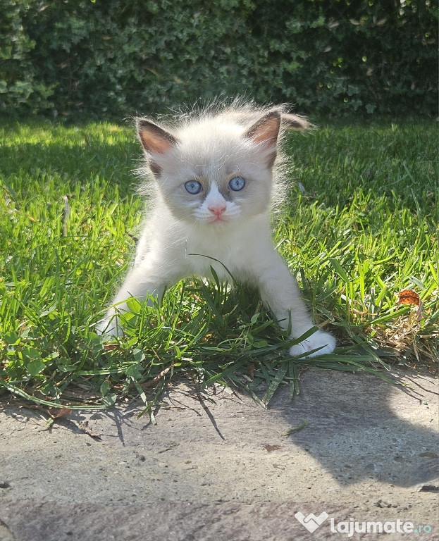 Pui de pisică Ragdoll Seal Bicolor metis