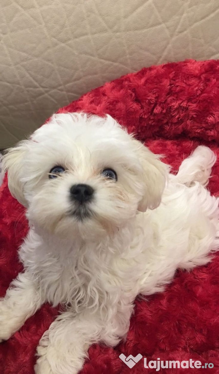 Bichon maltez mini toy