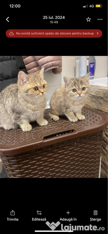 British shorthair