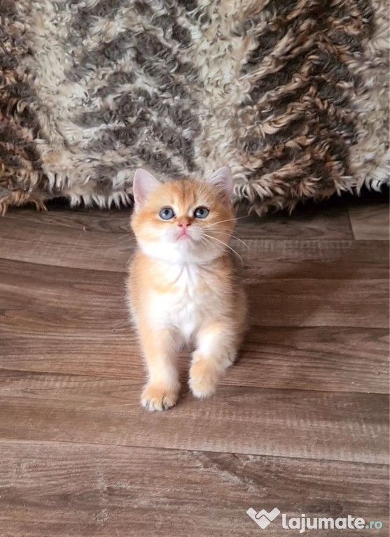 British shorthair motănei și pisicuțe