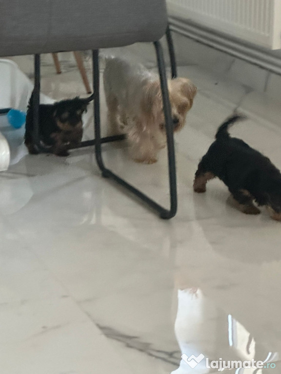 Vand pui yorkshire terrier