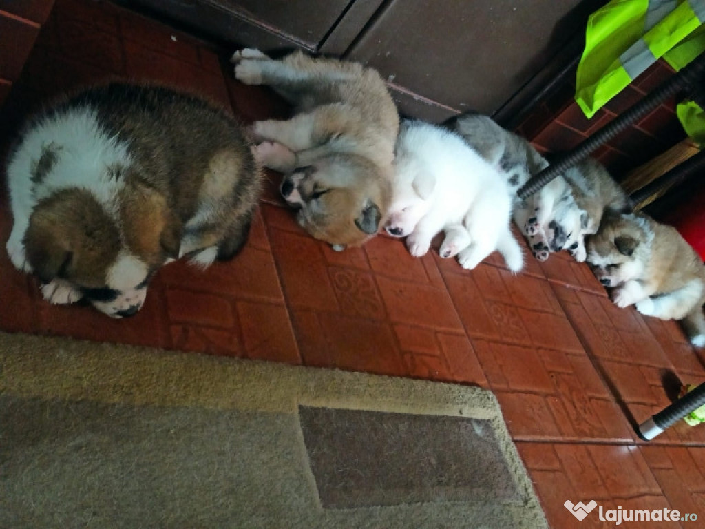 Akita Inu în căutarea unei familie iubitoare