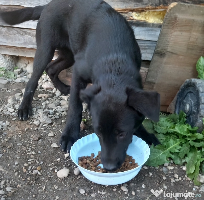 Metis de cane corso