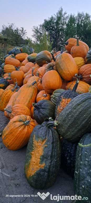 Vând dovleci comestibili sau pentru decor de Halloween.