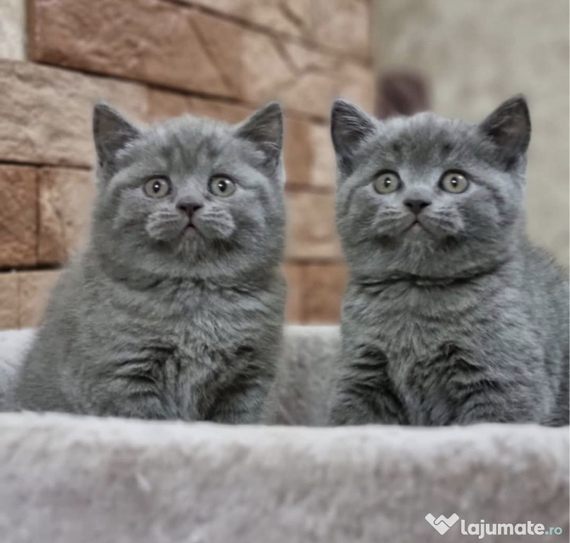 British shorthair băieței și fetițe