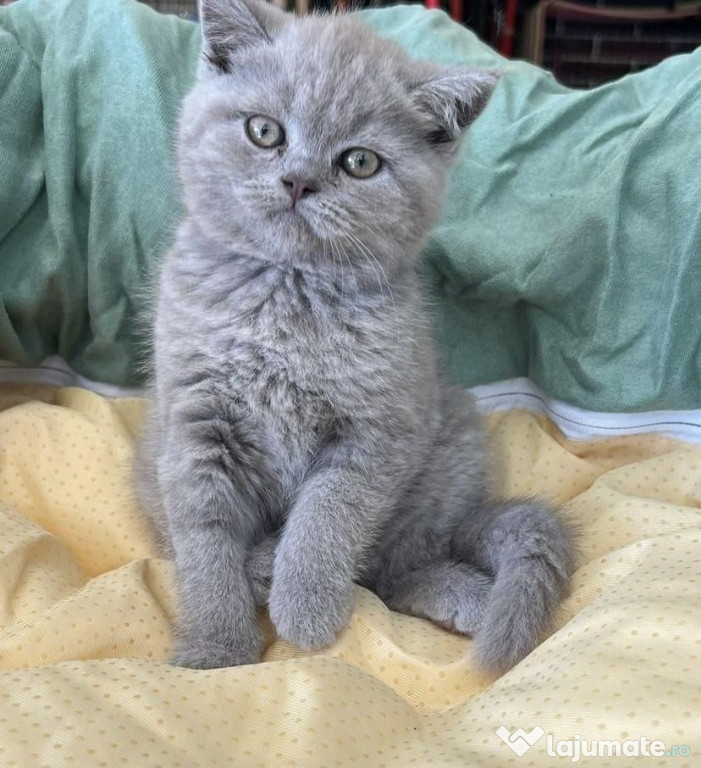 British shorthair băieței și fetițe