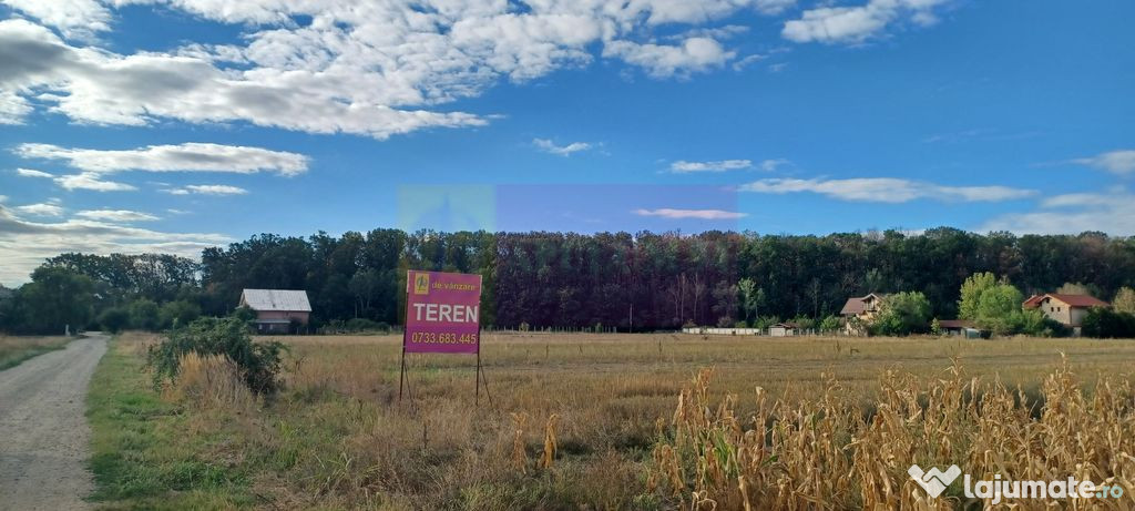 Gulia teren 11.157 mp, lângă Pădurea Cereanca