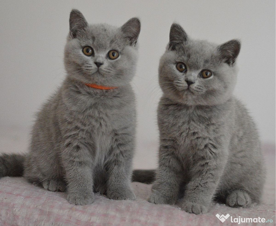British shorthair pisoiasi superbi