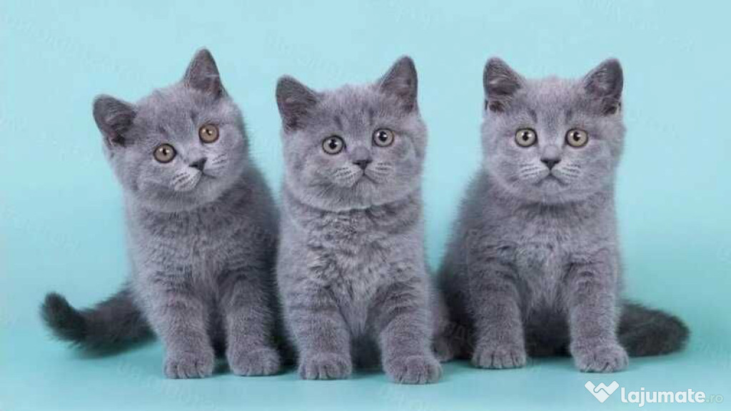 British shorthair pisoiasi