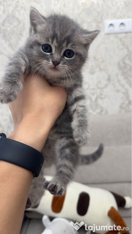 British shorthair motănei și pisicuțe