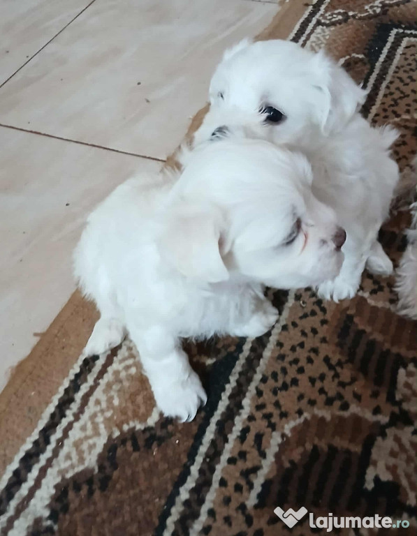 Pui de bichon de vânzare