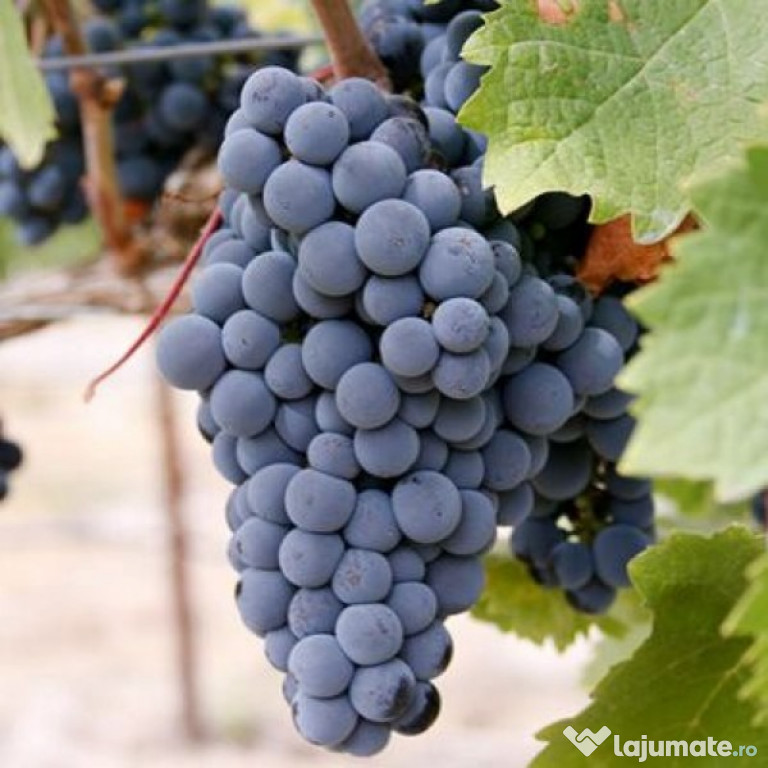 Vand struguri pentru vin 3,5 lei/kg