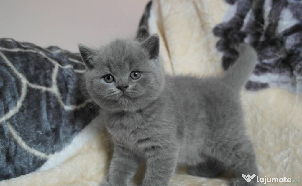 British Shorthair blue