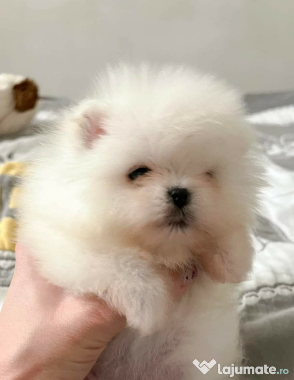 Pomeranian mini toy