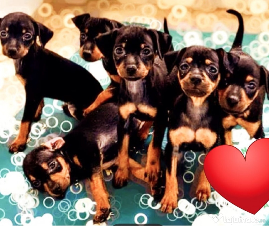 Pui Pinscher Pitic
