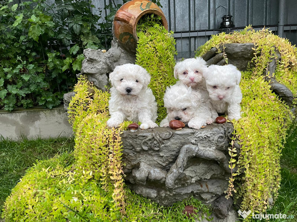 Bichon Maltese: 2 fetite si 2 baietei