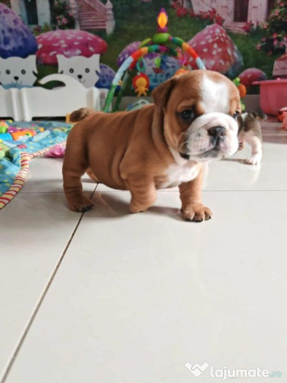 Rasă Pură Bulldog Englez