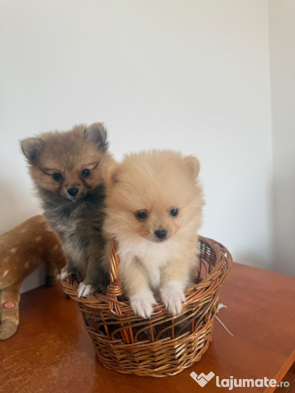 Vinzare pomeranian